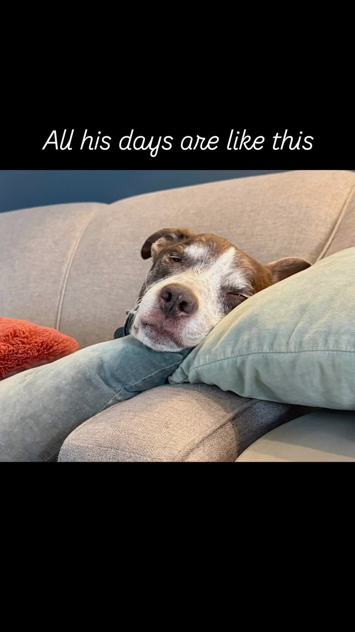 Davy living his best life 

#staffylife #bullybreed #dogreels #doglife #staffordshirebullterrier
